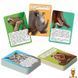 Мамалюк - Енциклопедія на картках Світ тварин 50 карток Vladi Toys Vladi Toys RT2-VT6002-01 фото 2