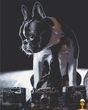 Картина по номерам 40х50 см фотограф Art Craft