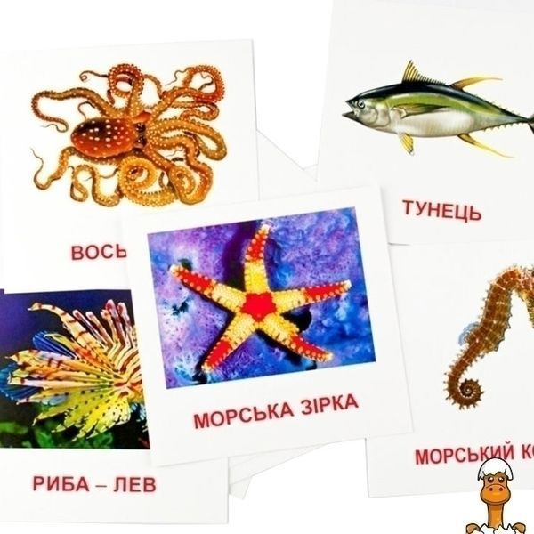 Мамалюк - Картки розвиваючі двомовні Морські мешканці 110х110 мм ЗІРКА ЗІРКА RT2-72752