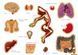 Мамалюк - Настільна навчальна гра з багаторазовими наклейками Тіло людини KP-004p рос. мовою УМНЯШКА Умняшка RT2-KP-004P фото 2