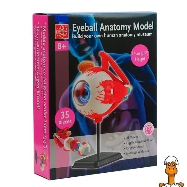 Мамалюк - Модель очного яблука Edu-Toys збірна 14 см (SK007) Edu-Toys A4-SK007