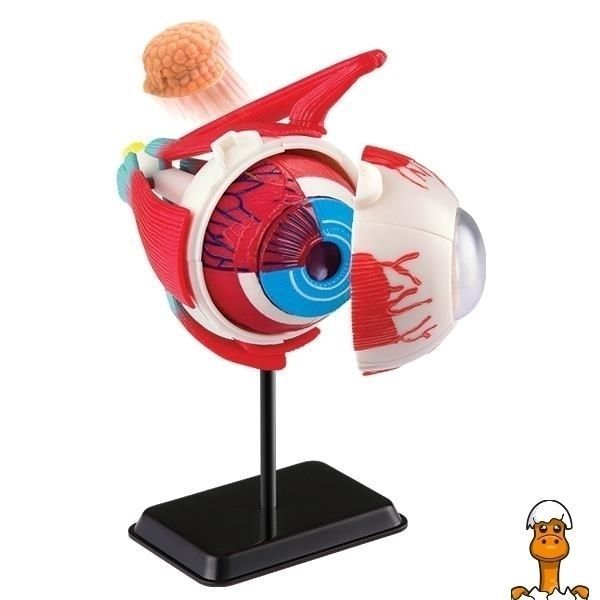Мамалюк - Модель очного яблука Edu-Toys збірна 14 см (SK007) Edu-Toys A4-SK007
