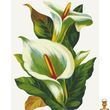 Картина по номерам белые каллы 40х50 см Art Craft