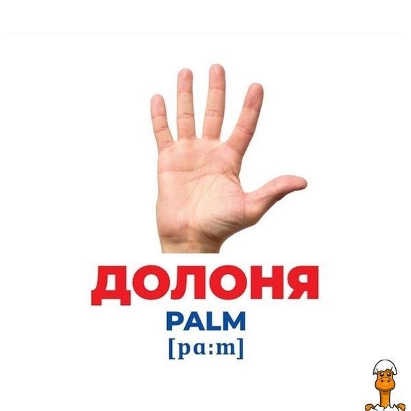Мамалюк - Карточки развивающие Строение тела для детей 17 штук Ranok Creative Ranok Creative RT2-10107202