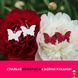 Мамалюк - Детский набор для создания украшений из полимерной глины Бабочка Alexes Alexes RT2-PG-003A фото 5