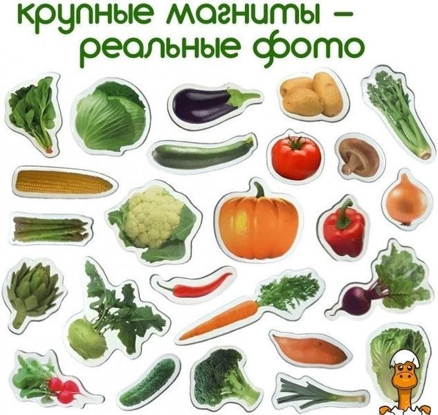 Мамалюк - Детский набор магнитов Овощи Magdum Magdum RT2-ML4031-12-EN