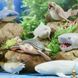 Мамалюк - Дитяча стретч-іграшка Хранителі океану серії Legend of animals #sbabam #sbabam RT2-106-CN24 фото 3